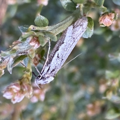 Philobota stella (A concealer moth) at Numeralla, NSW - 25 Sep 2022 by SteveBorkowskis