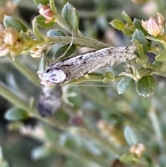 Philobota stella at Numeralla, NSW - 25 Sep 2022 10:12 AM