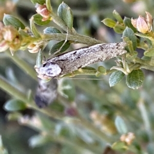 Philobota stella at Numeralla, NSW - 25 Sep 2022