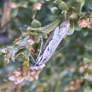 Philobota stella at Numeralla, NSW - 25 Sep 2022 10:12 AM