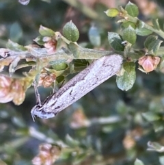 Philobota stella at Numeralla, NSW - 25 Sep 2022