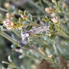 Philobota stella at Numeralla, NSW - 25 Sep 2022