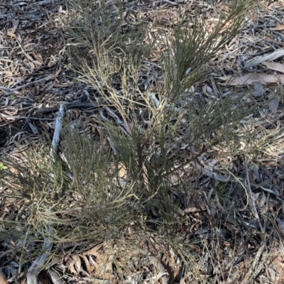 Exocarpos strictus (Dwarf Cherry) at Kybeyan State Conservation Area - 25 Sep 2022 by Steve_Bok