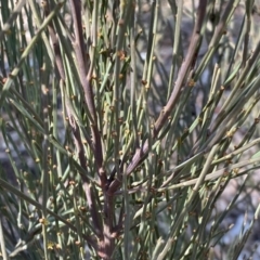 Exocarpos strictus at Numeralla, NSW - 25 Sep 2022 10:23 AM