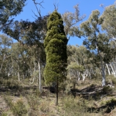 Callitris endlicheri (Black Cypress Pine) at Numeralla, NSW - 25 Sep 2022 by Steve_Bok