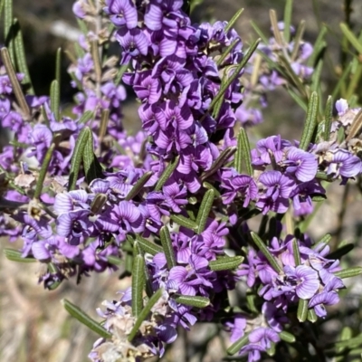 Hovea asperifolia subsp. asperifolia (Rosemary Hovea) at Numeralla, NSW - 25 Sep 2022 by Steve_Bok