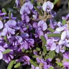 Hovea asperifolia subsp. asperifolia at Numeralla, NSW - 25 Sep 2022 11:51 AM