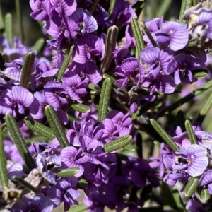 Hovea asperifolia subsp. asperifolia at Numeralla, NSW - 25 Sep 2022 11:51 AM