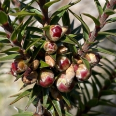 Melichrus urceolatus (Urn Heath) at Kybeyan State Conservation Area - 25 Sep 2022 by Steve_Bok