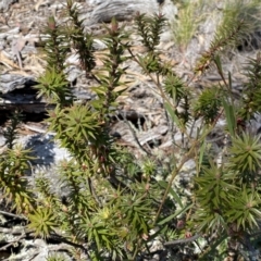 Melichrus urceolatus at Numeralla, NSW - 25 Sep 2022