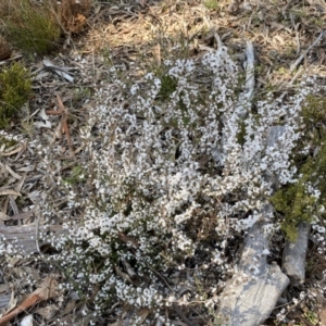 Styphelia attenuata at Numeralla, NSW - 25 Sep 2022