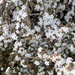 Leucopogon attenuatus at Numeralla, NSW - 25 Sep 2022
