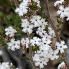 Leucopogon attenuatus at Numeralla, NSW - 25 Sep 2022