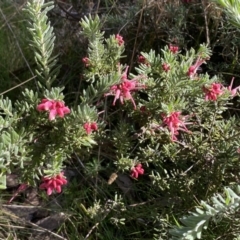 Grevillea lanigera (Woolly Grevillea) at Kybeyan State Conservation Area - 25 Sep 2022 by Steve_Bok