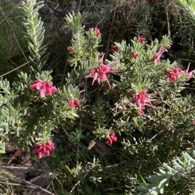 Grevillea lanigera (Woolly Grevillea) at Kybeyan State Conservation Area - 25 Sep 2022 by Steve_Bok