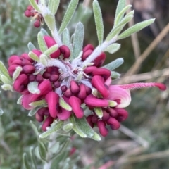 Grevillea lanigera at Numeralla, NSW - 25 Sep 2022 10:02 AM