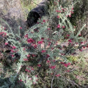 Grevillea lanigera at Numeralla, NSW - 25 Sep 2022 10:02 AM