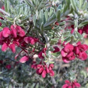 Grevillea lanigera at Numeralla, NSW - 25 Sep 2022 10:02 AM