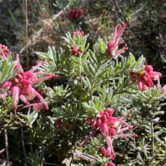 Grevillea lanigera at Numeralla, NSW - 25 Sep 2022 10:02 AM