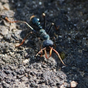 Myrmecia tarsata at Paddys River, ACT - 25 Sep 2022 02:21 PM