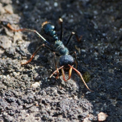 Myrmecia tarsata (Bull ant or Bulldog ant) at Tidbinbilla Nature Reserve - 25 Sep 2022 by regeraghty