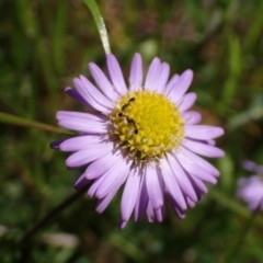 Brachyscome willisii (Narrow-wing Daisy) at Koorawatha, NSW - 25 Sep 2022 by drakes