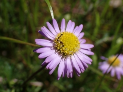 Brachyscome willisii (Narrow-wing Daisy) at Koorawatha, NSW - 25 Sep 2022 by drakes