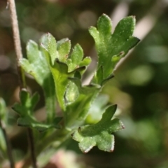 Brachyscome willisii at Koorawatha, NSW - 25 Sep 2022 12:28 PM