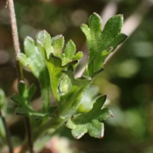 Brachyscome willisii at Koorawatha, NSW - 25 Sep 2022