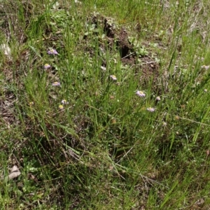 Brachyscome willisii at Koorawatha, NSW - 25 Sep 2022 12:28 PM