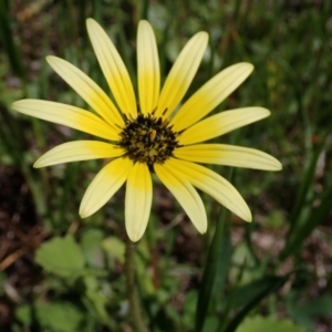 Arctotheca calendula at Koorawatha, NSW - 25 Sep 2022