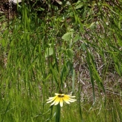 Arctotheca calendula at Koorawatha, NSW - 25 Sep 2022 12:30 PM