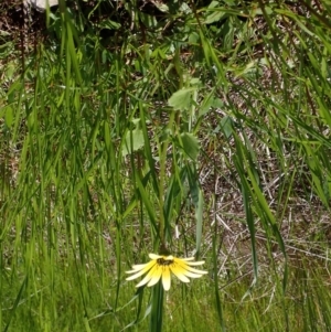 Arctotheca calendula at Koorawatha, NSW - 25 Sep 2022