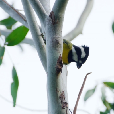 Falcunculus frontatus (Eastern Shrike-tit) at Tidbinbilla Nature Reserve - 25 Sep 2022 by regeraghty