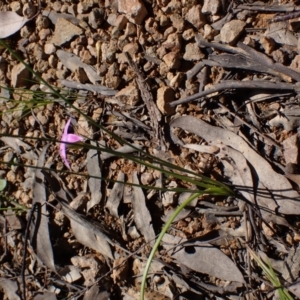 Romulea rosea var. australis at Koorawatha, NSW - 25 Sep 2022 12:35 PM