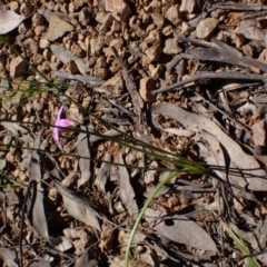 Romulea rosea var. australis (Onion Grass) at Koorawatha, NSW - 25 Sep 2022 by drakes