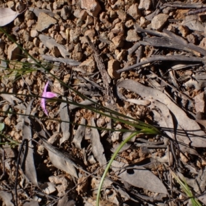 Romulea rosea var. australis at Koorawatha, NSW - 25 Sep 2022
