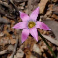 Romulea rosea var. australis at Koorawatha, NSW - 25 Sep 2022