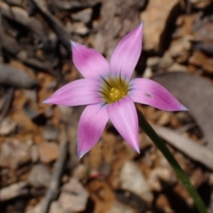 Romulea rosea var. australis at Koorawatha, NSW - 25 Sep 2022