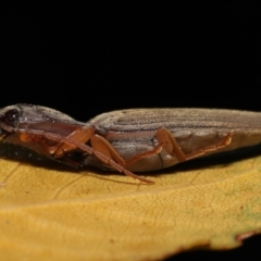 Monocrepidius (genus) (Click beetle) at Acton, ACT - 25 Sep 2022 by TimL