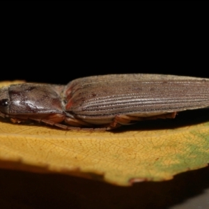 Monocrepidus sp. (genus) at Acton, ACT - 25 Sep 2022