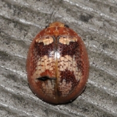 Paropsisterna sp. ("Ch11" of DeLittle 1979) (A leaf beetle) at ANBG - 25 Sep 2022 by TimL