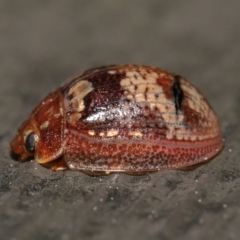 Paropsisterna sp. ("Ch11" of DeLittle 1979) at Acton, ACT - 25 Sep 2022