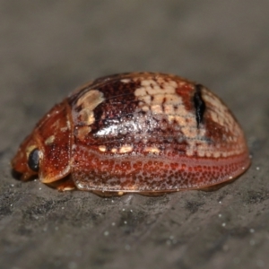 Paropsisterna sp. ("Ch11" of DeLittle 1979) at Acton, ACT - 25 Sep 2022