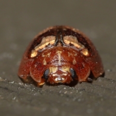 Paropsisterna sp. ("Ch11" of DeLittle 1979) at Acton, ACT - 25 Sep 2022 10:31 AM