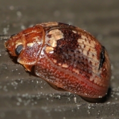 Paropsisterna sp. ("Ch11" of DeLittle 1979) at Acton, ACT - 25 Sep 2022 10:31 AM