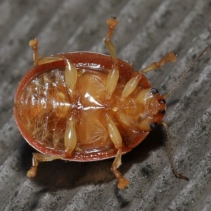 Paropsisterna sp. ("Ch11" of DeLittle 1979) at Acton, ACT - 25 Sep 2022