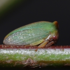 Sextius virescens (Acacia horned treehopper) at ANBG - 25 Sep 2022 by TimL