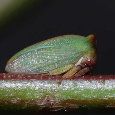 Sextius virescens (Acacia horned treehopper) at Acton, ACT - 25 Sep 2022 by TimL