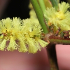 Sextius virescens at Acton, ACT - 25 Sep 2022 10:38 AM